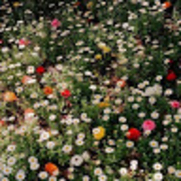 Meet your Posher, Hope - Picture 1 of 1